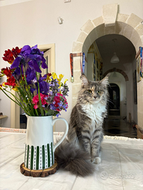 Maine coon femmina accoppiamento con stallone