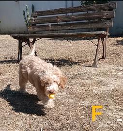 Cuccioli di Lagotto Romagnolo con Pedigree Roi