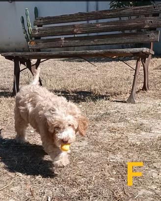 Cuccioli di Lagotto Romagnolo con Pedigree Roi