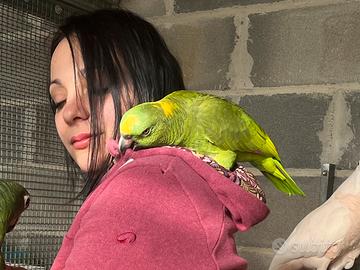 Amazona Nuca gialla