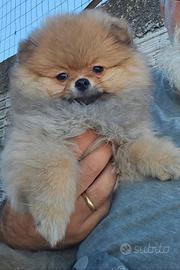 Spitz pomerania