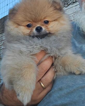 Spitz pomerania