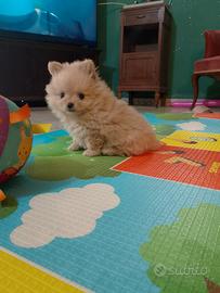 Cagnolino / SPITZ DI POMERANIA