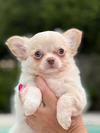 Chihuahua con pedigree Enci