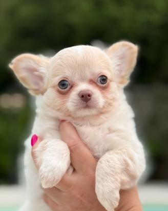 Chihuahua con pedigree Enci