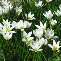Semi di Giglio della pioggia, Zephyranthes candida