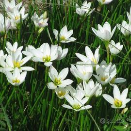 Semi di Giglio della pioggia, Zephyranthes candida