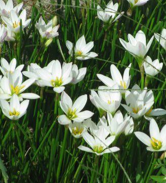 Semi di Giglio della pioggia, Zephyranthes candida
