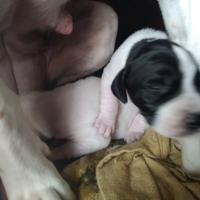 Pointer clastidium bene bianco nero