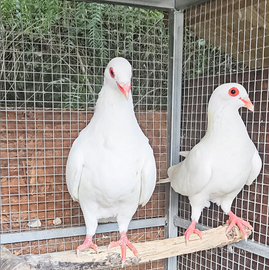 Colombi PIACIMENTO gigante