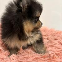 Maschietti pomerania