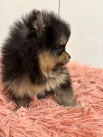 Maschietti pomerania