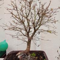 bonsai acero verde