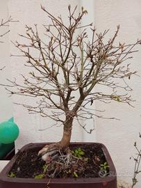 bonsai acero verde