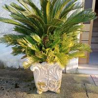 vaso con cycas