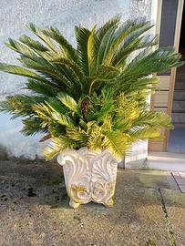 vaso con cycas