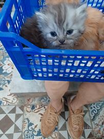 Gatti persiani