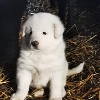 Cuccioli di Pastore Maremmano