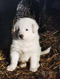 Cuccioli di Pastore Maremmano