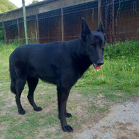 Pastore belga 2anni e mezzo