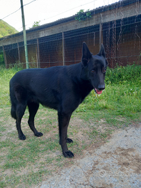 Pastore belga 2anni e mezzo