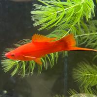 Pesce porta spada maschio