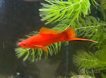 Pesce porta spada maschio