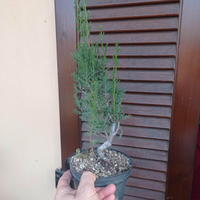 Pre Bonsai di Cipresso Sempervirens