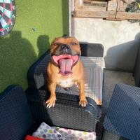 Staffordshire Bull terrier