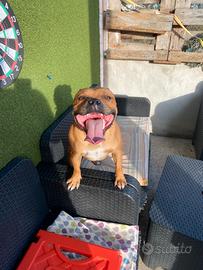 Staffordshire Bull terrier