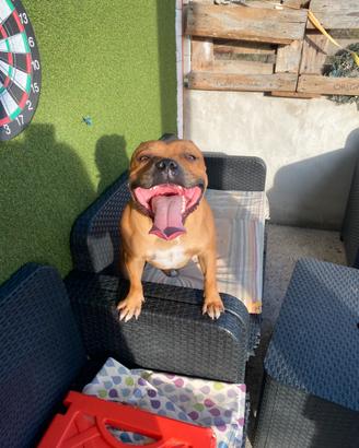 Staffordshire Bull terrier