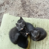 4 gatti cuccioli
