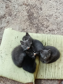 4 gatti cuccioli