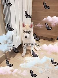 Cuccioli siberian husky