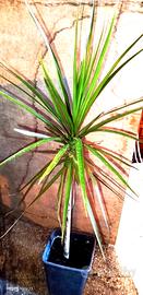 Dracena marginata pianta, photos, 