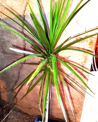 Dracena marginata pianta, photos, 
