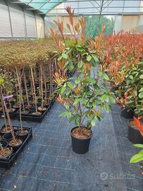 Piante per siepe di Photinia 