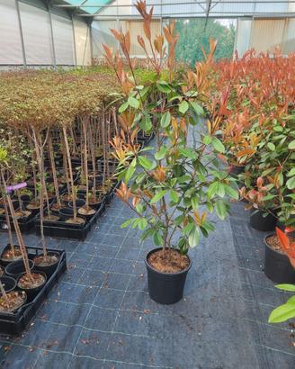 Piante per siepe di Photinia 