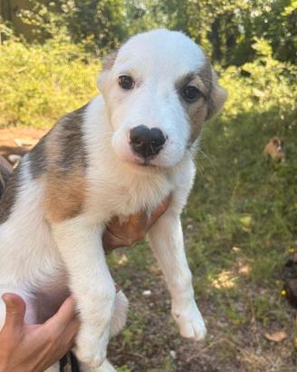 Cuccioli incrocio simil pastore Australiano e Bord