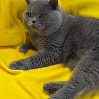 Scottish straight per accoppiamento