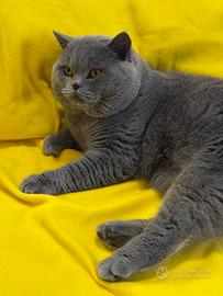 Scottish straight per accoppiamento