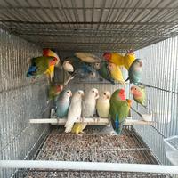 Roseicollis pappagalli inseparabili