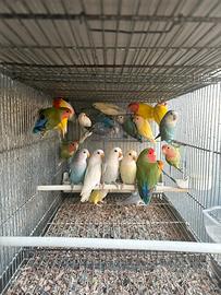 Roseicollis pappagalli inseparabili