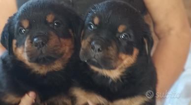 Meravigliosi rottweiler