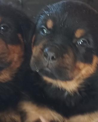 Meravigliosi rottweiler