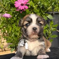 Maltipoo .Barboncino . no LHASA APSO