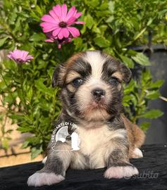 Maltipoo .Barboncino . no LHASA APSO