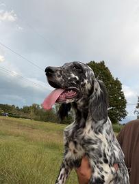 Cuccioli di setter inglese