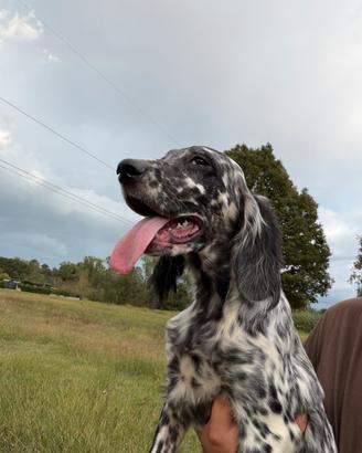 Cuccioli di setter inglese