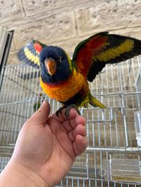 Pullo lori arcobaleno